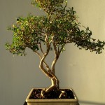 bonsai tree in square pot