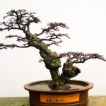 bonsai tree with brown pot