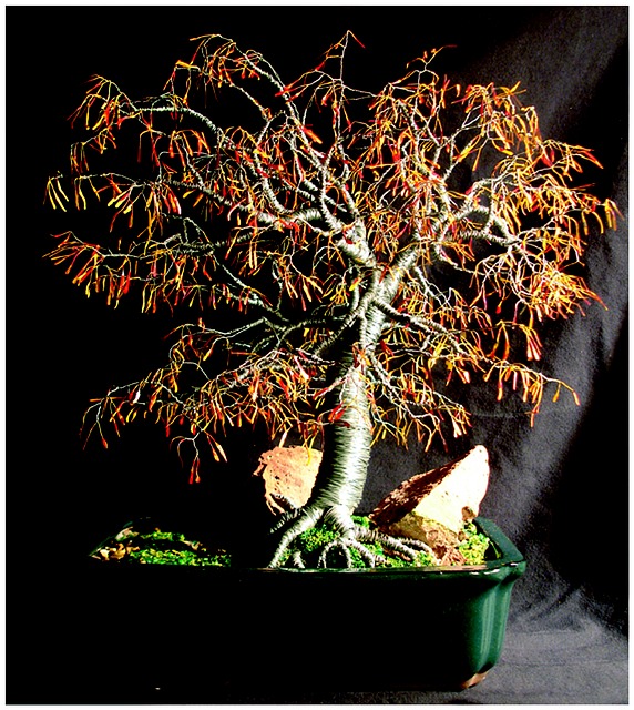 colored bonsai plant
