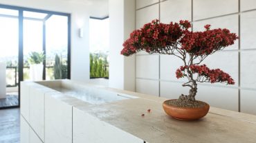 red living room bonsai tree