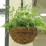 Hanging Indoor Ferns