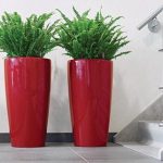 Indoor Potted Plants
