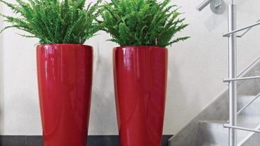 Indoor Potted Plants