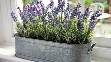 Beautiful Indoor Lavender Plant