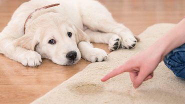 Pet Odor and Stain Removal