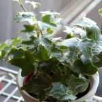 potted-english-ivy