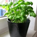 potted-basil-plant