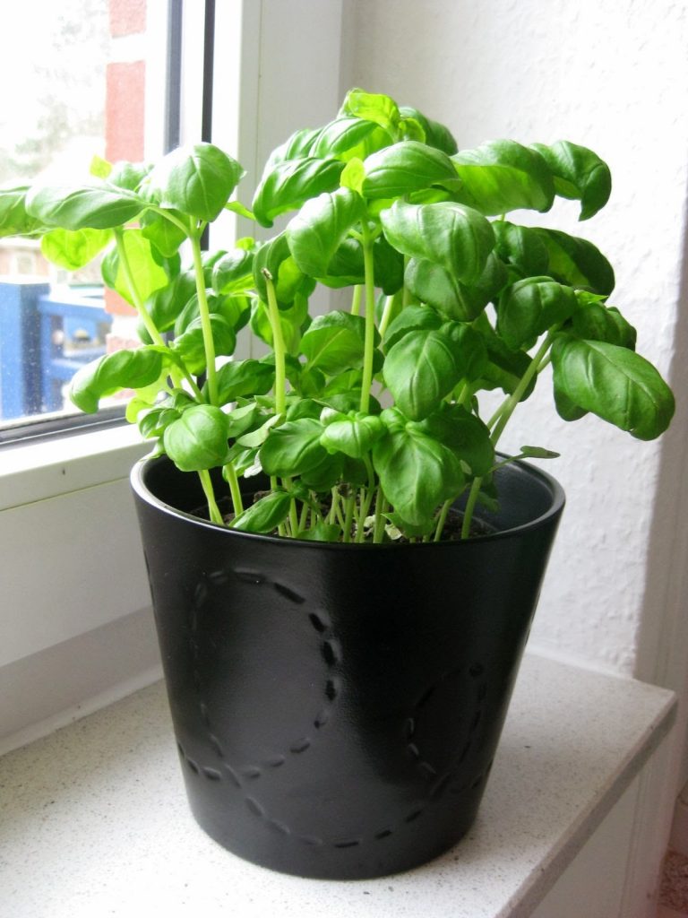 potted basil plant