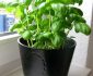 potted-basil-plant